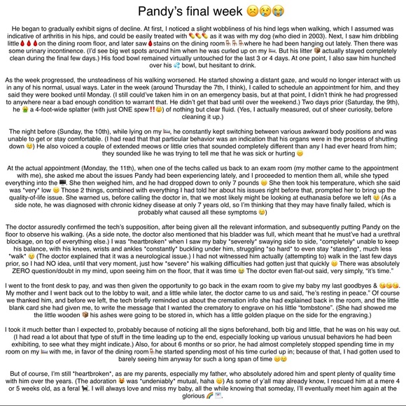 Pandy-Poo, my fur angel: 9/1/2003 - 11/11/2019๐ข๐ญ - Picture 8 of 8